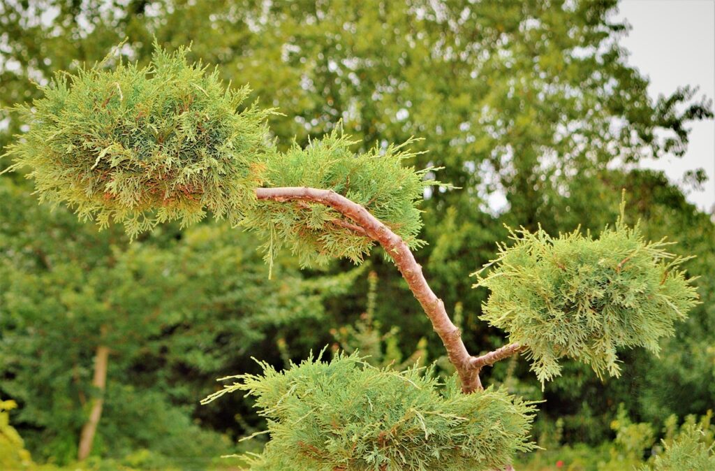 Juniperus Conferta Species Taxonomy Guide