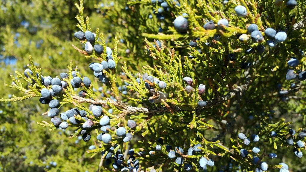 Juniperus Macrocarpa Species Taxonomy Guide
