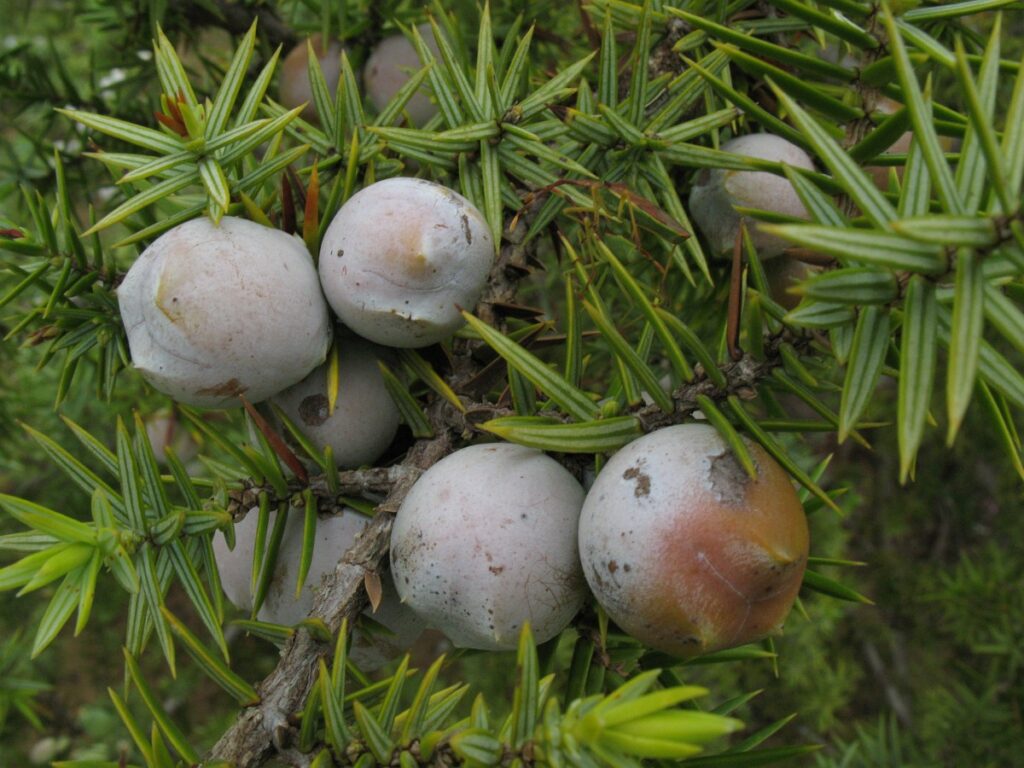 Juniperus Macrocarpa Species Taxonomy Guide