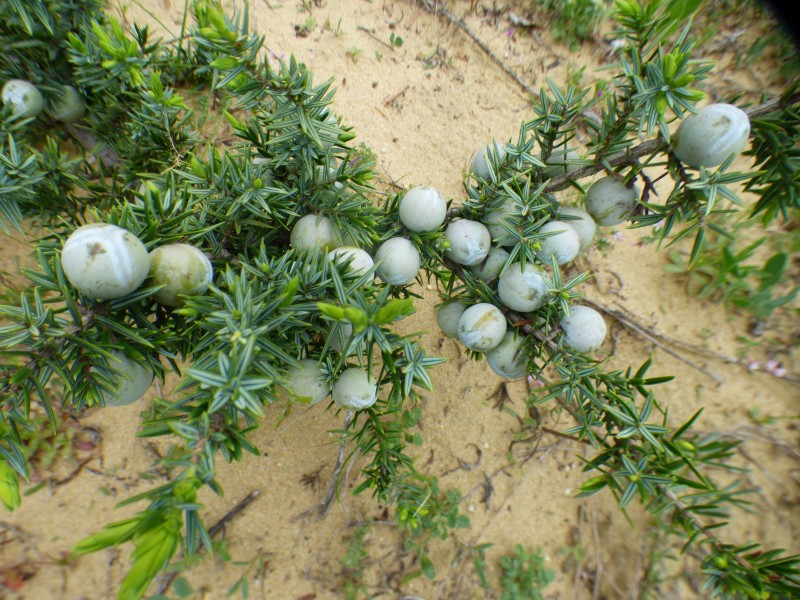 Juniperus Macrocarpa Species Taxonomy Guide