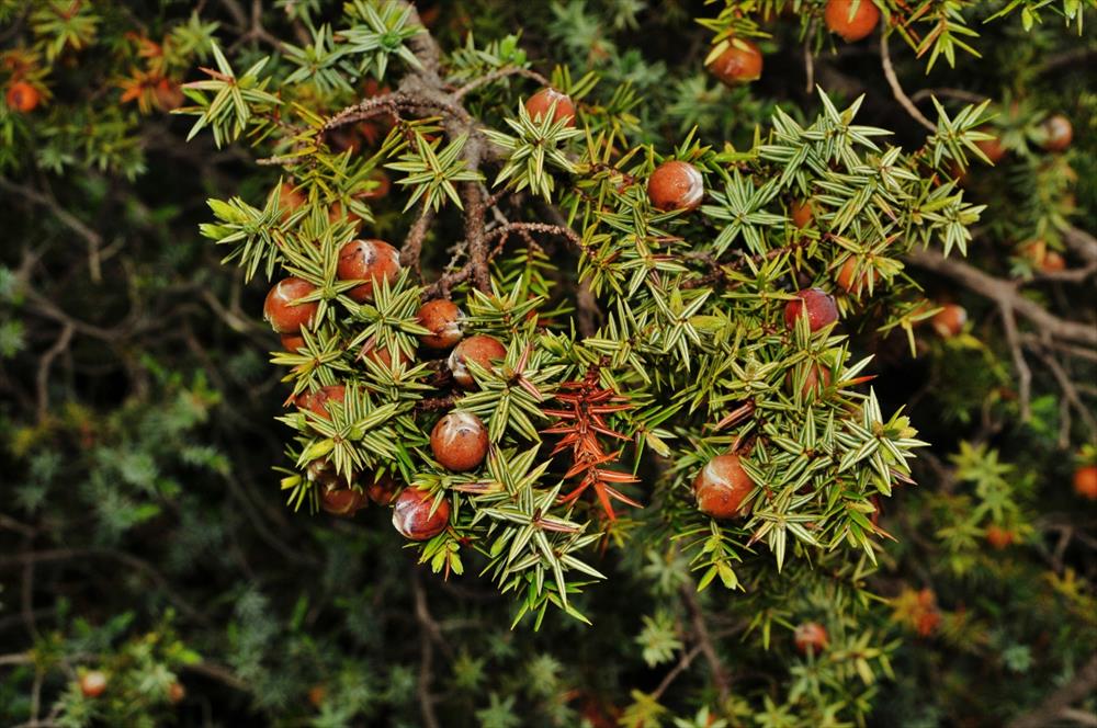 Juniperus Macrocarpa Species Taxonomy Guide
