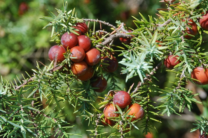 Juniperus Macrocarpa Species Taxonomy Guide