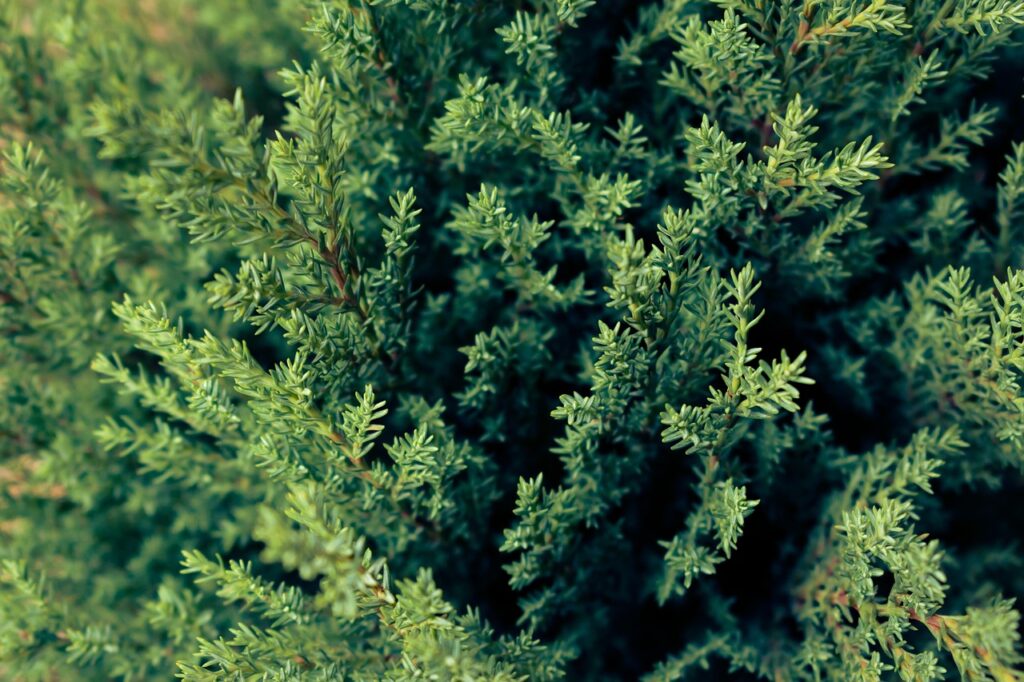 Juniperus Procumbens Species Taxonomy Guide 2