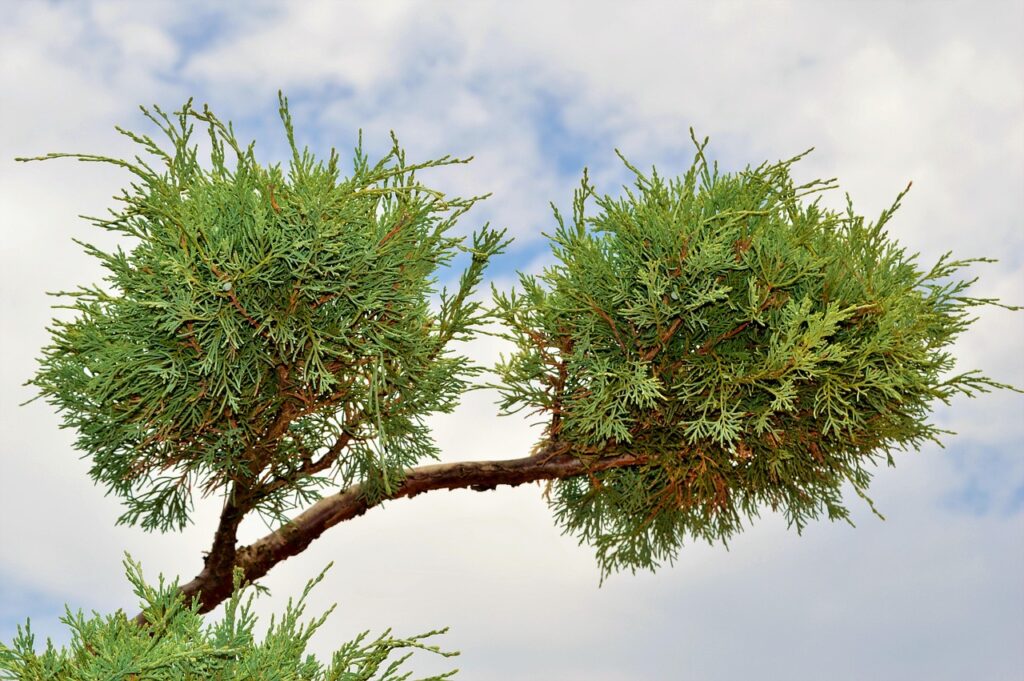 Juniperus Procumbens Species Taxonomy Guide 2
