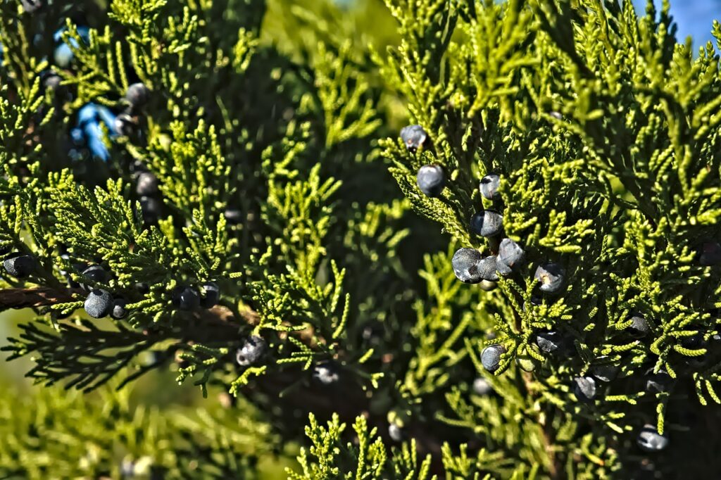 Juniperus Procumbens Species Taxonomy Guide 2