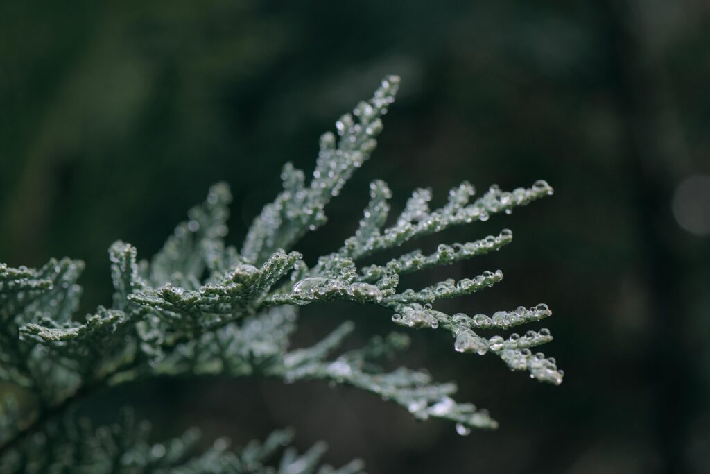 Juniperus Rigida Species Taxonomy Guide 