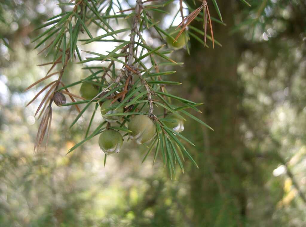 Juniperus Rigida Species Taxonomy Guide