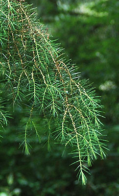 Juniperus Rigida Species Taxonomy Guide