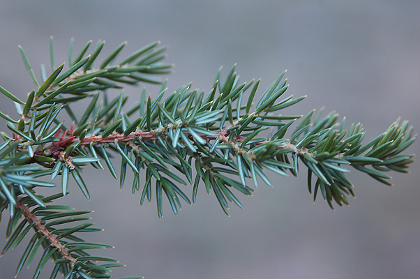 Juniperus Rigida Species Taxonomy Guide