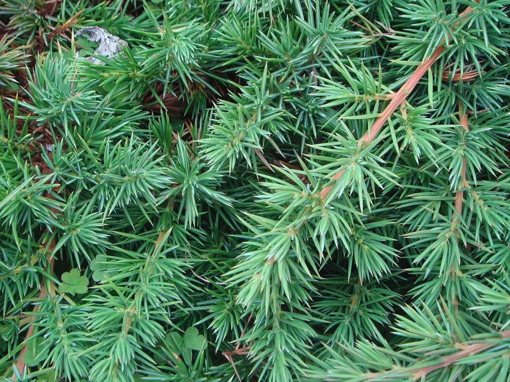 Juniperus Rigida Species Taxonomy Guide