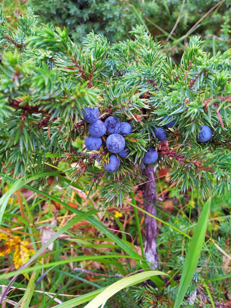 Juniperus Rigida Species Taxonomy Guide