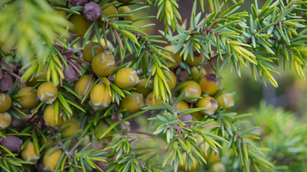 Juniperus Rigida Species Taxonomy Guide