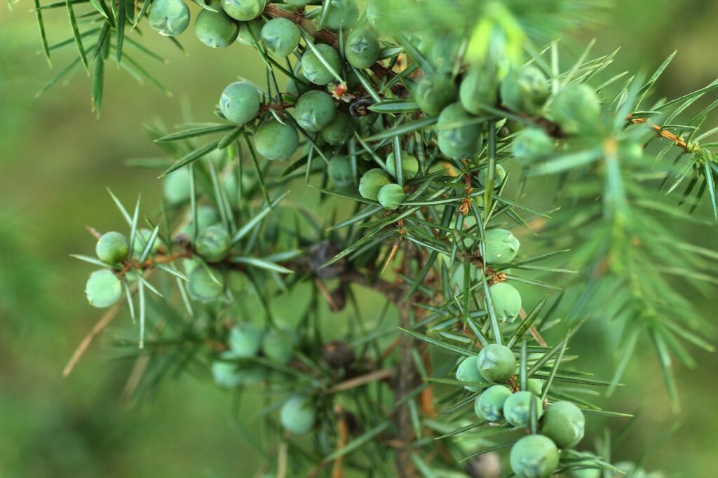 Juniperus Rigida Species Taxonomy Guide