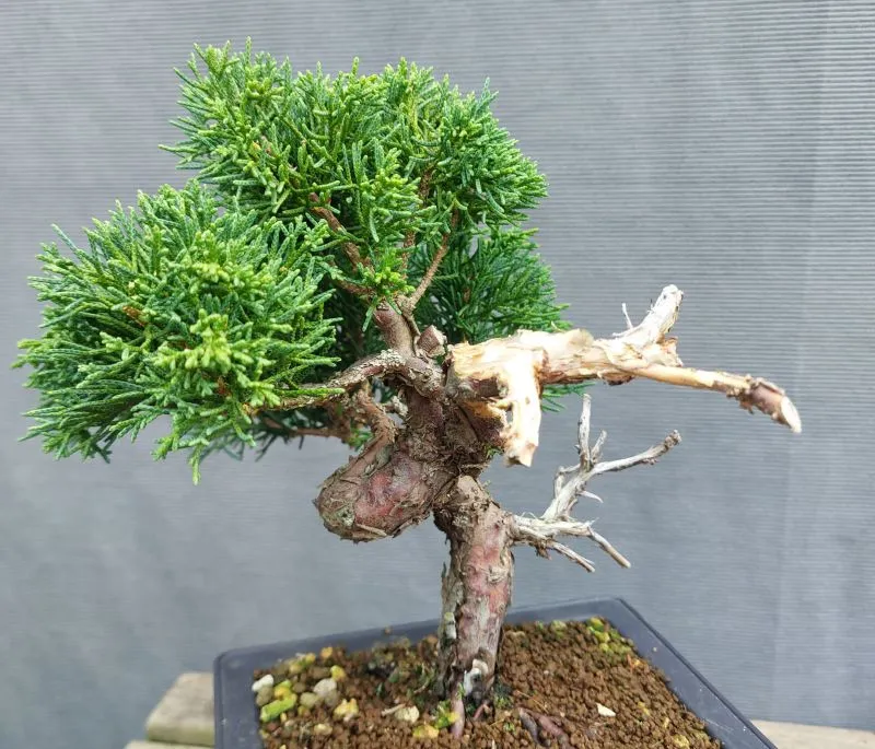 Large-Berry Juniper Bonsai Care Sheet 