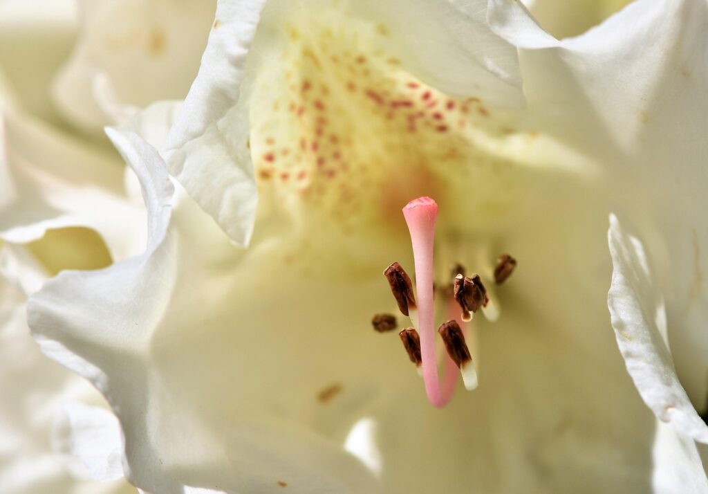 Rhododendron Section Azaleastrum Taxonomy Guide 2