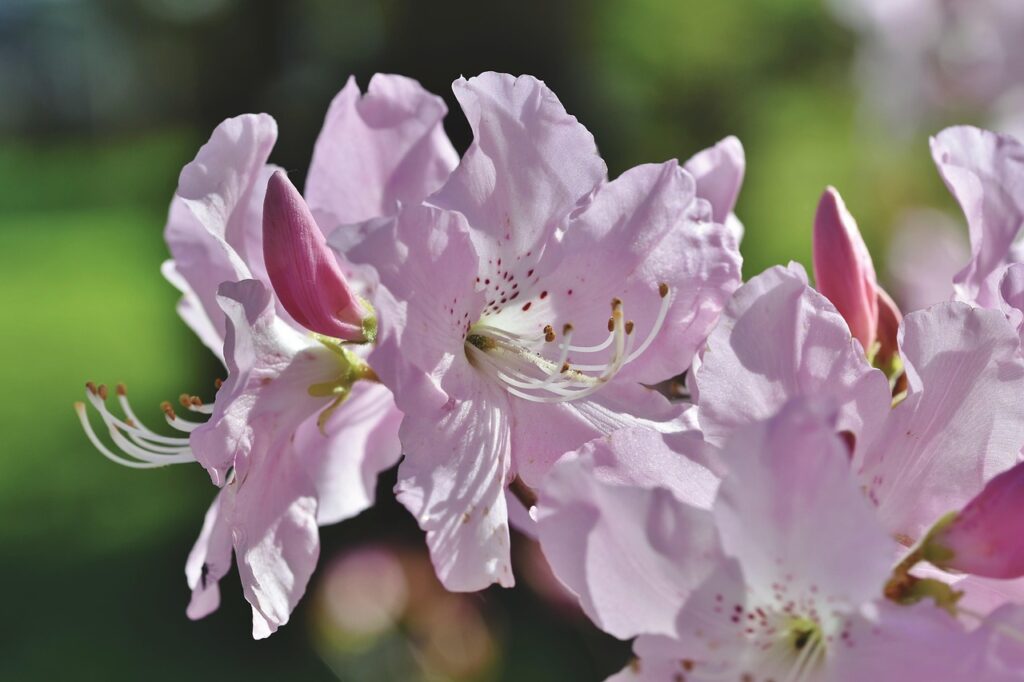Rhododendron Section Azaleastrum Taxonomy Guide 2