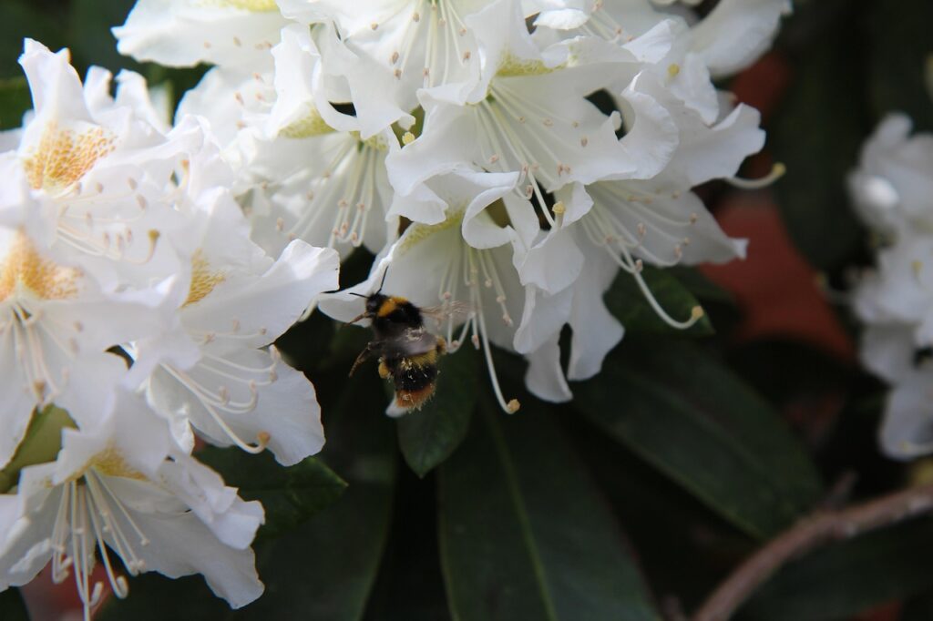 Rhododendron Section Azaleastrum Taxonomy Guide 2