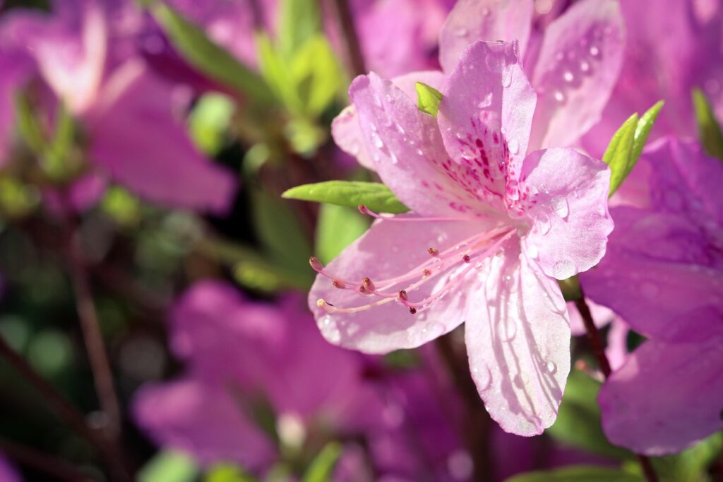 Rhododendron Section Sciadorhodion Taxonomy Guide