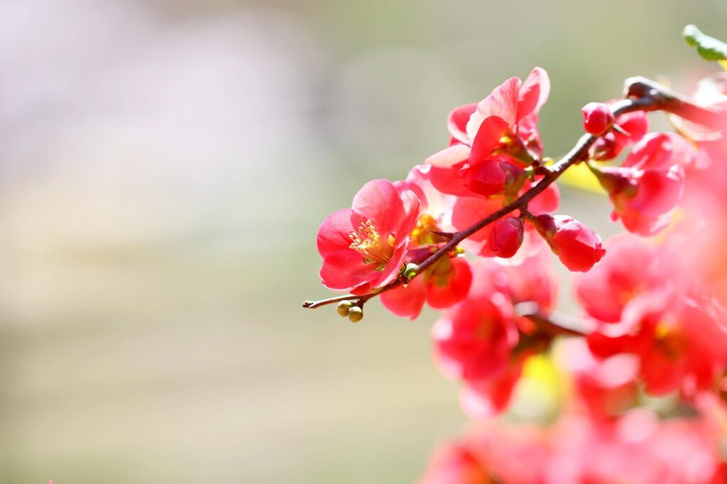 Rhododendron Section Sciadorhodion Taxonomy Guide