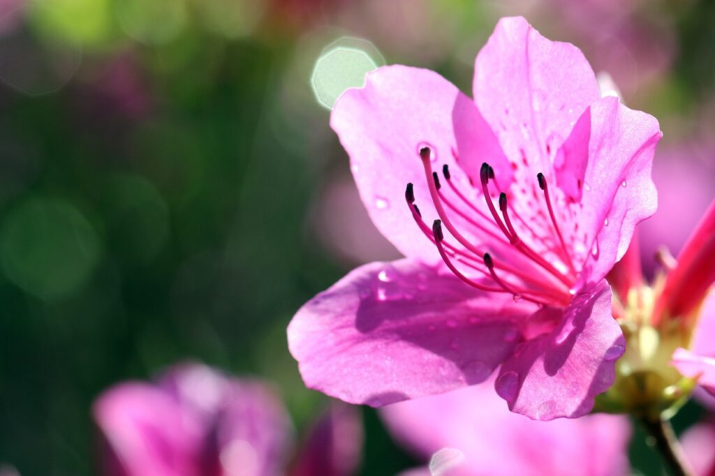 Rhododendron Section Sciadorhodion Taxonomy Guide