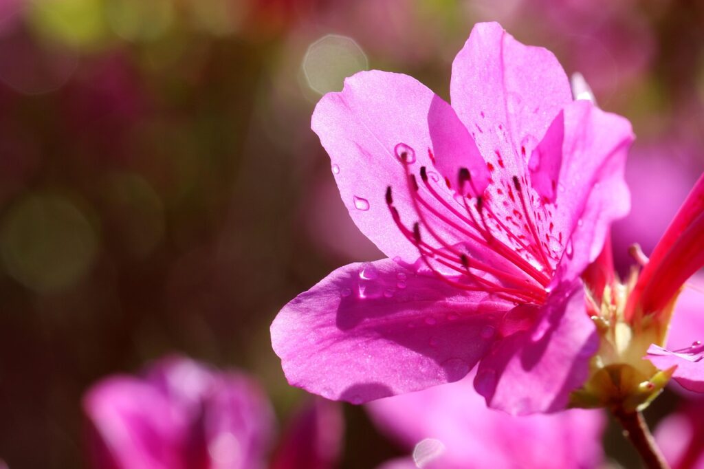 Rhododendron Section Sciadorhodion Taxonomy Guide