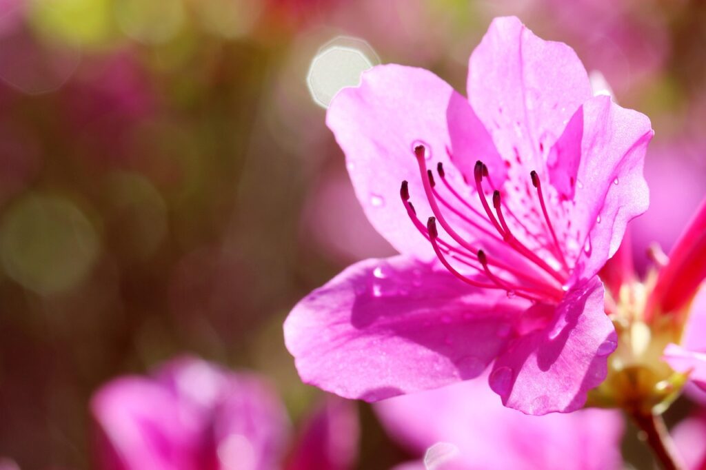 Rhododendron Section Sciadorhodion Taxonomy Guide