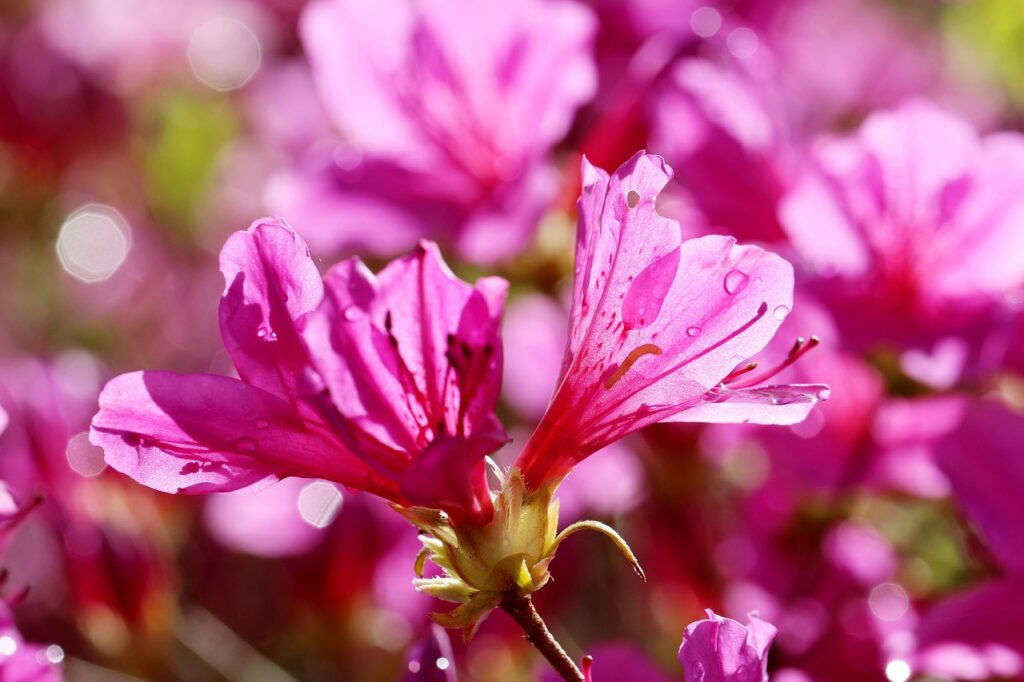 Rhododendron Section Sciadorhodion Taxonomy Guide