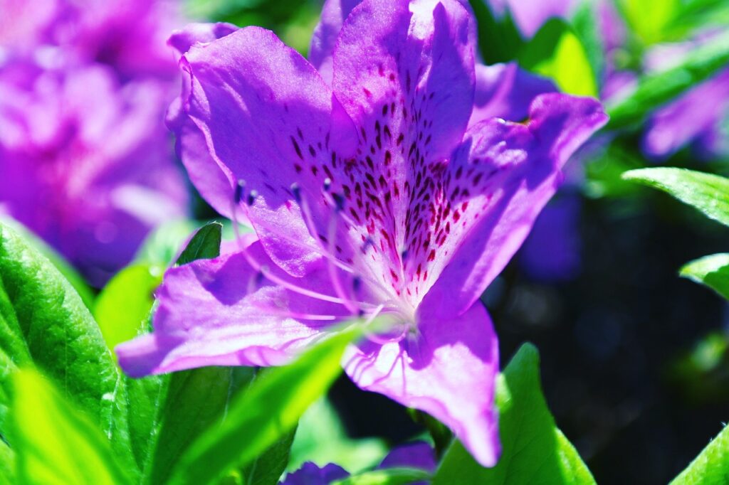 Rhododendron Section Sciadorhodion Taxonomy Guide