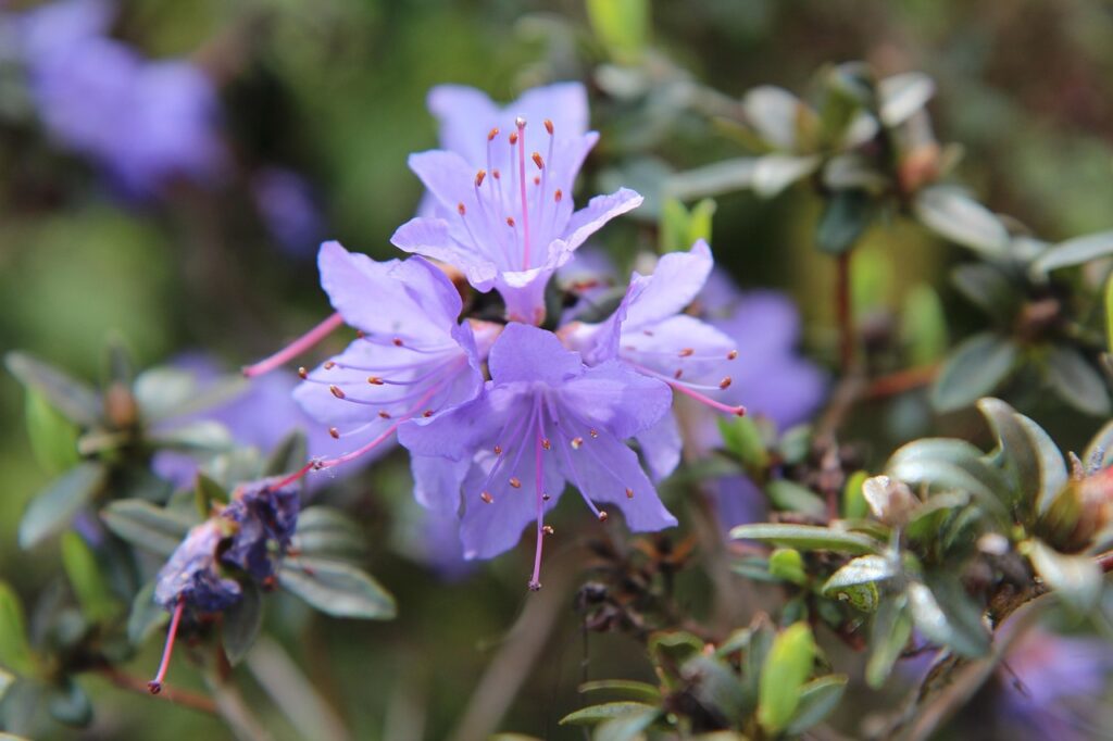 Rhododendron Section Sciadorhodion Taxonomy Guide