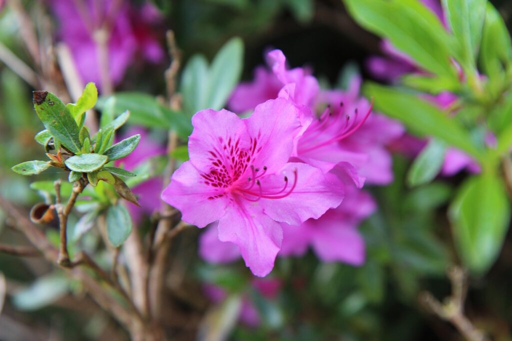 Rhododendron Section Tsutsusi Taxonomy Guide