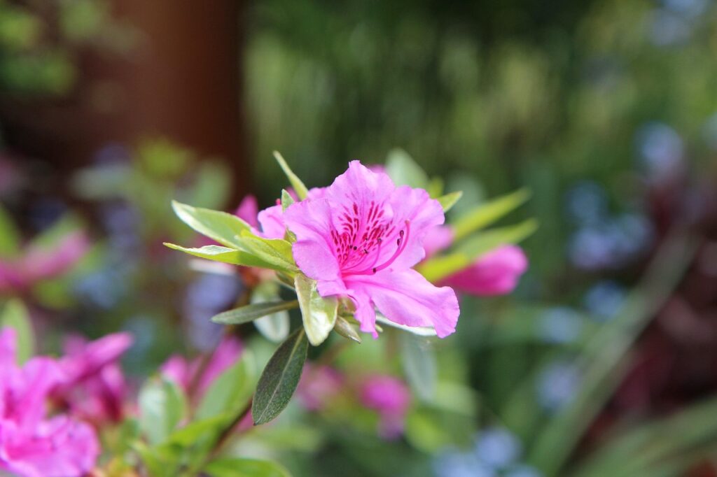 Rhododendron Section Tsutsusi Taxonomy Guide