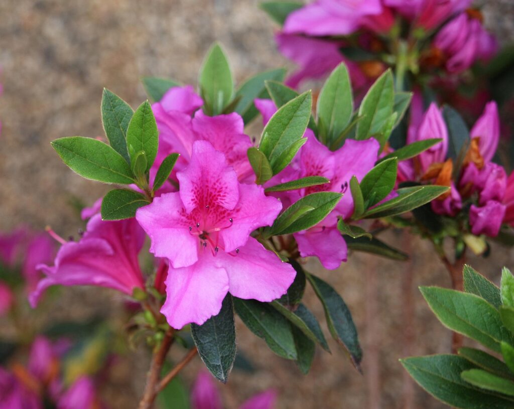 Rhododendron Section Tsutsusi Taxonomy Guide