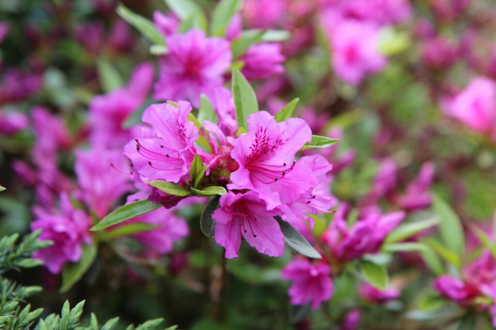 Rhododendron Subsection Brachycalyx Taxonomy Guide 