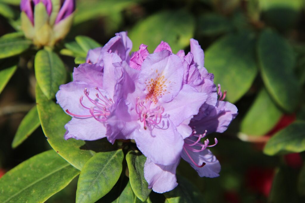 Rhododendron Subsection Brachycalyx Taxonomy Guide