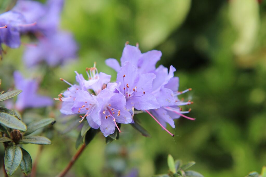 Rhododendron Subsection Brachycalyx Taxonomy Guide