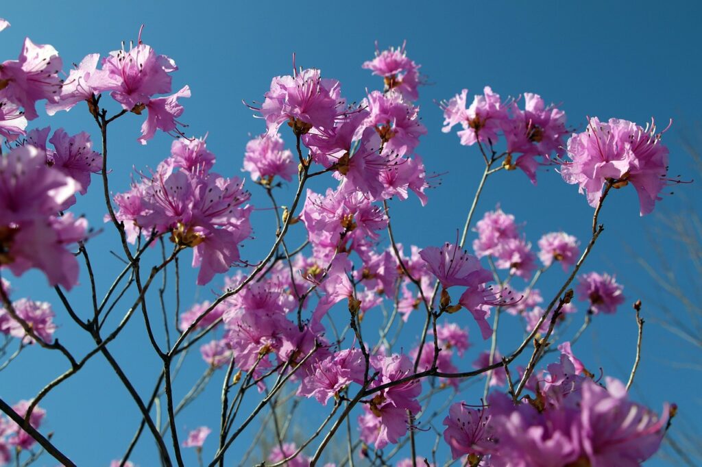 Rhododendron Subsection Brachycalyx Taxonomy Guide