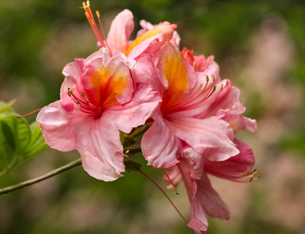Rhododendron Subsection Brachycalyx Taxonomy Guide