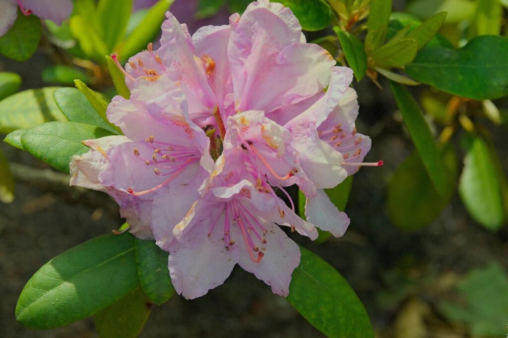 Rhododendron Subsection Sinensia Taxonomy Guide