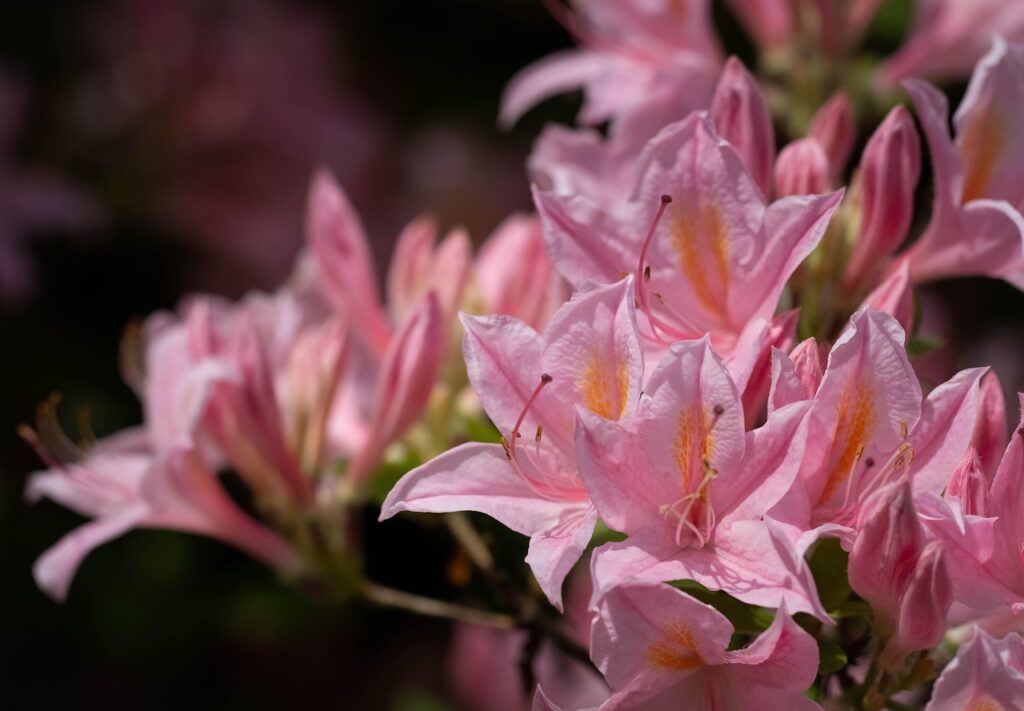 Rhododendron Subsection Sinensia Taxonomy Guide