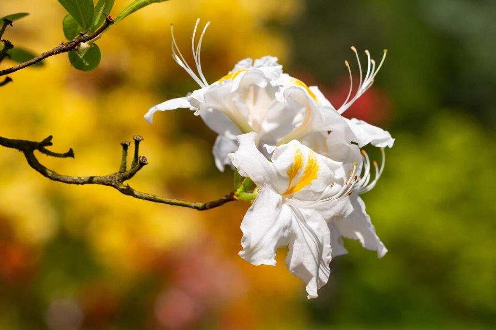 Rhododendron Subsection Sinensia Taxonomy Guide