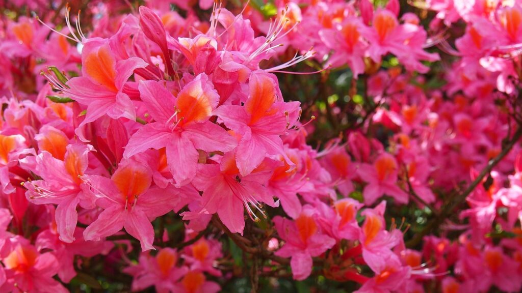 Rhododendron Subsection Sinensia Taxonomy Guide