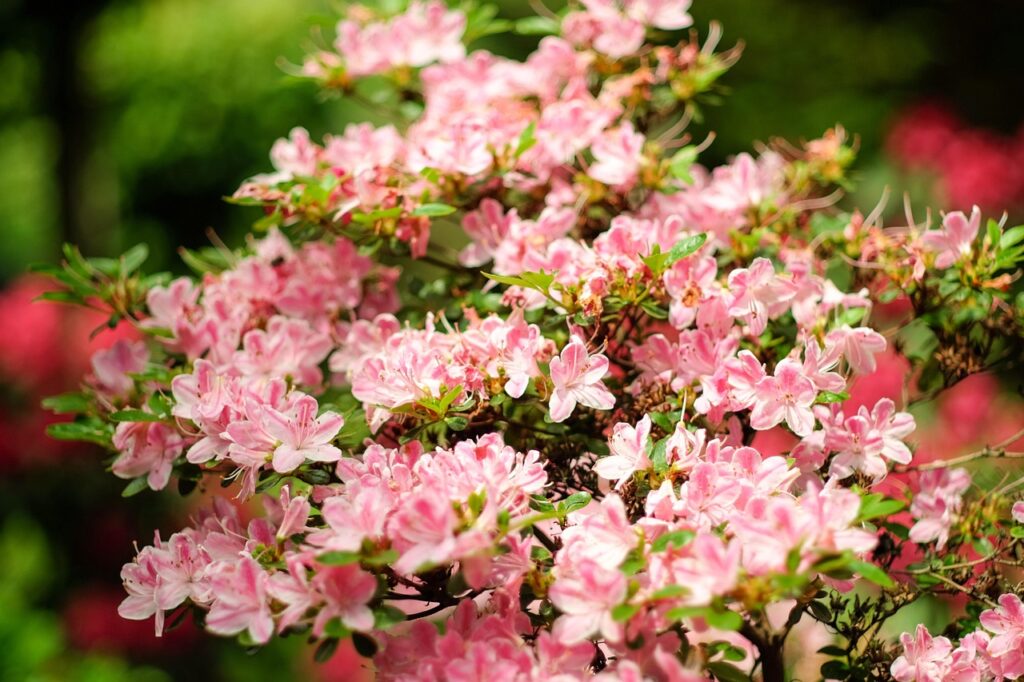 Rhododendron Subsection Sinensia Taxonomy Guide