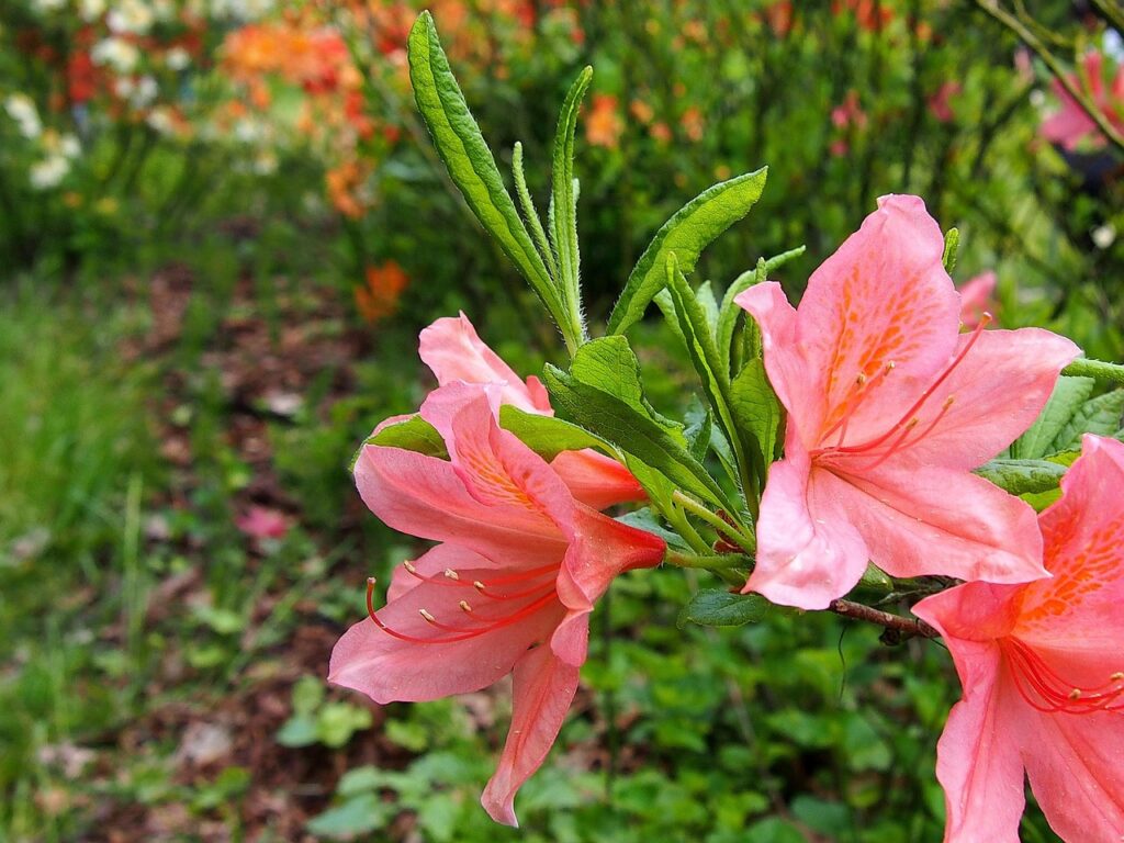 Rhododendron Subsection Sinensia Taxonomy Guide