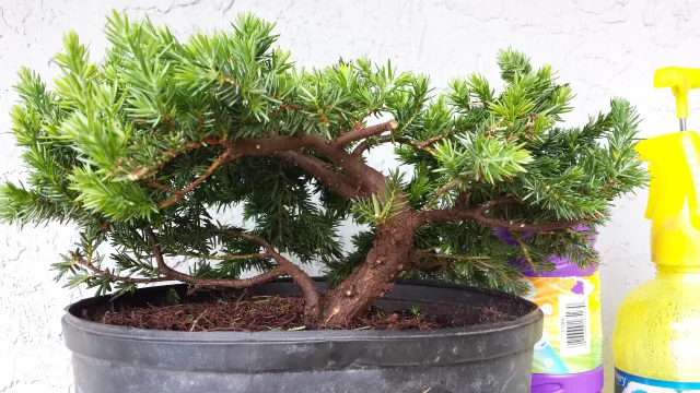 Shore Juniper Bonsai Care Sheet 