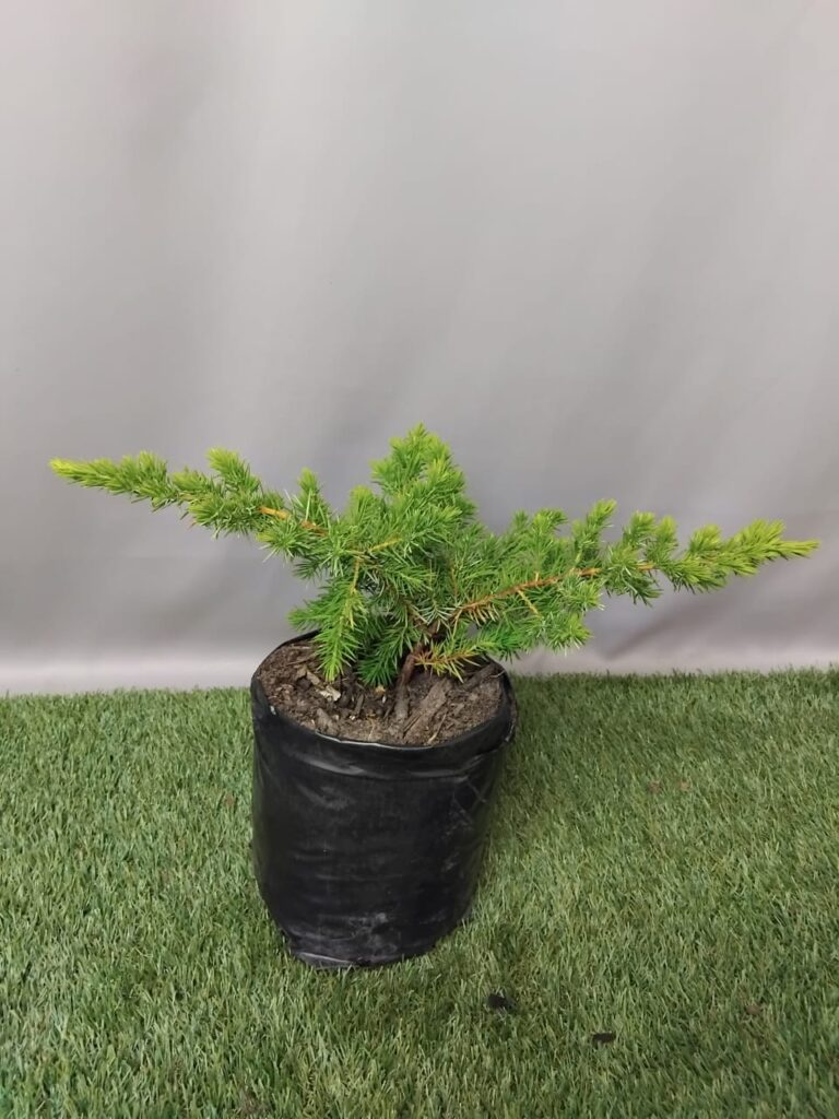 Shore Juniper Bonsai Care Sheet