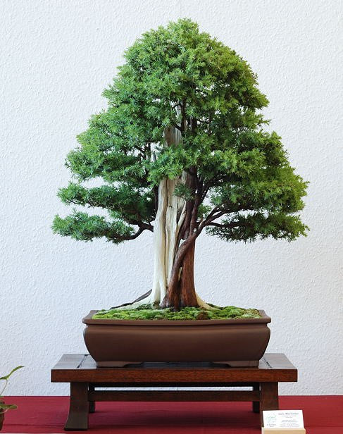 Shore Juniper Bonsai Care Sheet