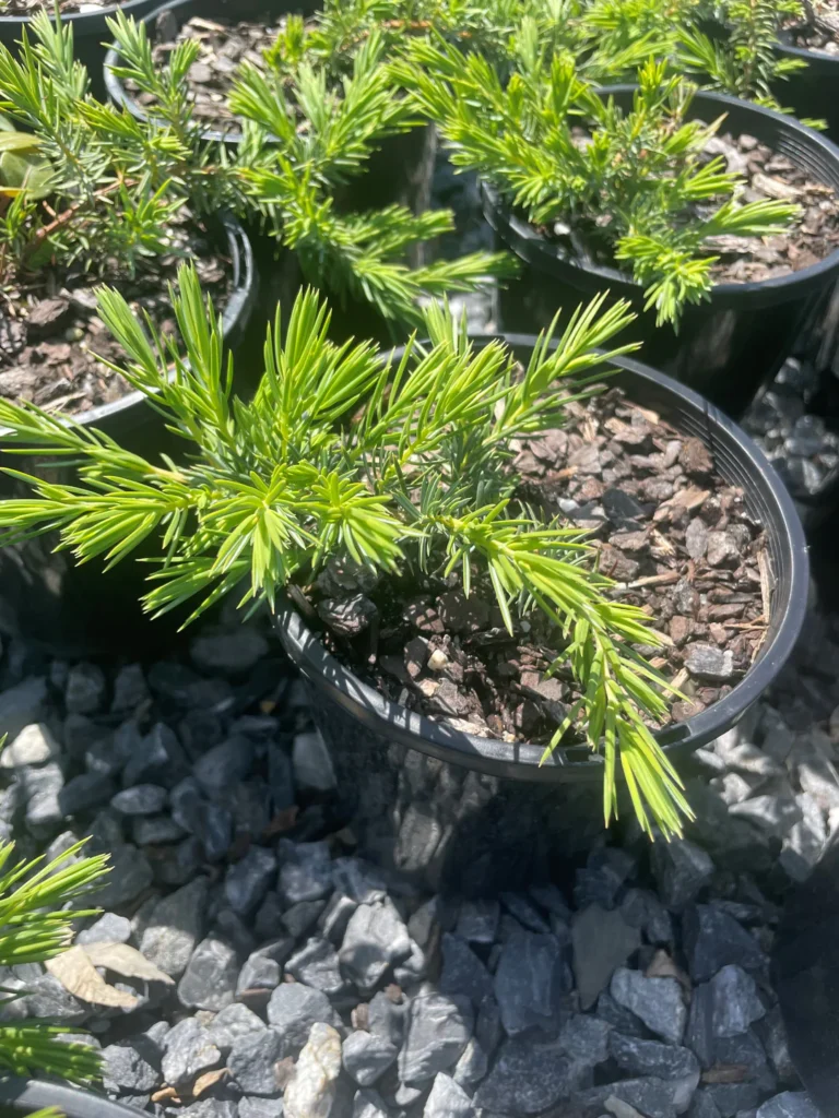 Shore Juniper Bonsai Care Sheet