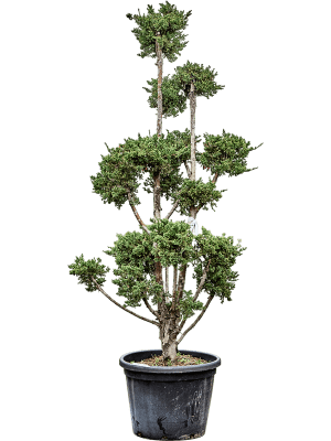 Shore Juniper Bonsai Care Sheet