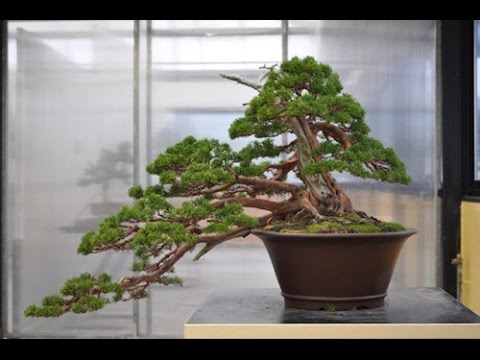 Syrian Juniper Bonsai Care Sheet 1