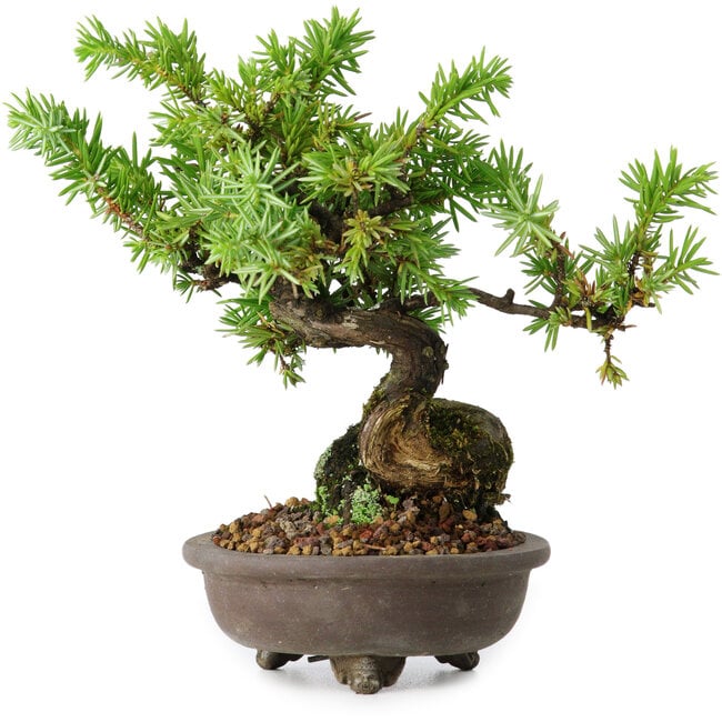 Temple Juniper Bonsai Care Sheet